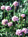 Picture of Armeria maritima