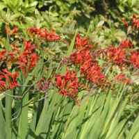Crocosmia lucifer