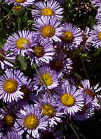 picture of erigeron glaucus