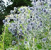 Eryngium planum