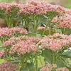picture of sedum spectabile
